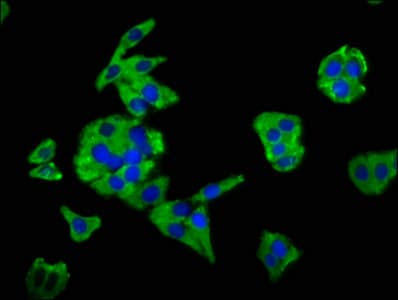 MSN / Moesin Antibody
