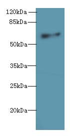 GPR75 Antibody (aa372-540)