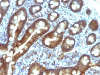 TDP2 / TTRAP Antibody (clone TDP2/1258, Azide-free, BSA-free)
