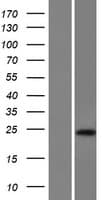 Human C17orf51 Protein (Over-Expression Lysate Myc-DDK (Flag))