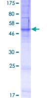Human FITM1 Protein (Recombinant GST)