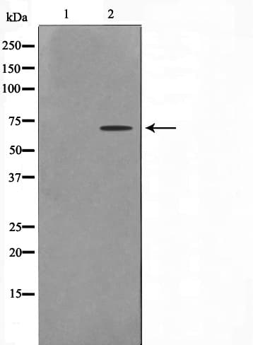 CERKL Antibody