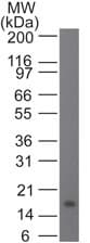 IL21 Antibody (clone 14k5H3)