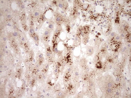 ADAMTS4 Antibody (aa296-577, clone OTI6F8, Carrier-free)
