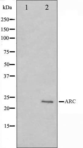 NOL3 / ARC Antibody