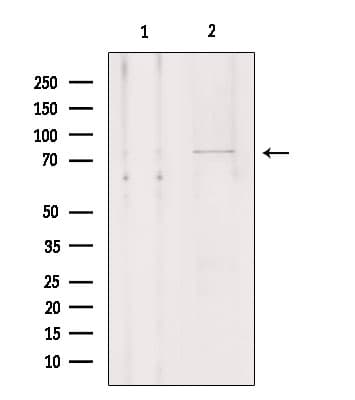 SLCO1A2 / OATP Antibody
