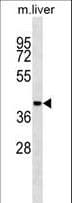 SAHH / AHCY Antibody (aa79-110)