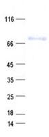 Human PCDHB12 Protein (Recombinant His, N-Terminal)