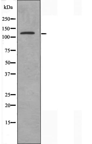 CEP135 Antibody