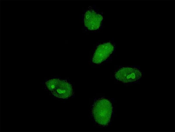 Monoclonal Mouse anti-Human MKRN3 Antibody (clone 2E10, IF)