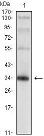 PathPlus™ SYP / Synaptophysin Antibody (clone 7H12)