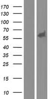 Human MEF2A / MEF2 Protein (Over-Expression Lysate Myc-DDK (Flag))