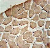NIPAL3 / NPAL3 Antibody (aa45-74)