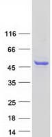 Human SPHK / SPHK1 Protein (Recombinant Myc-DDK (Flag))