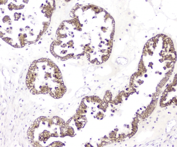 BAG6 / G3 / Scythe Antibody