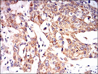 PON1 / ESA Antibody (aa20-155, clone 4G8D3)
