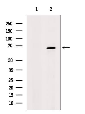 FARSB Antibody
