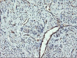 VBP1 Antibody (clone OTI1D1)