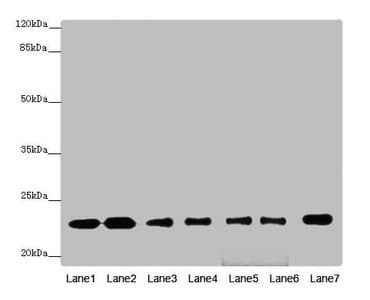 RALB Antibody
