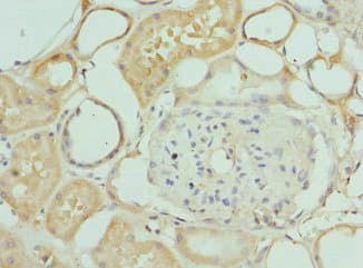 INTS10 Antibody
