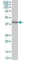 TFAP4 / AP-4 Antibody (clone 7A10)