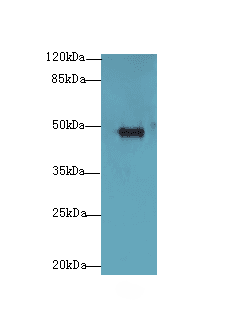 Polyclonal Rabbit anti-Human GPR83 Antibody (WB)