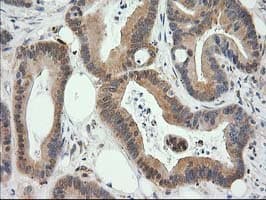 MAPRE2 / EB2 Antibody (clone OTI7A2)