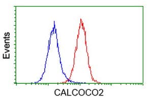 CALCOCO2 Antibody (clone OTI4H5)
