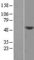 DCAF12L1 Protein (Over-Expression Lysate Myc-DDK (Flag))