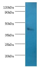 SSTR4 Antibody (aa314-388)
