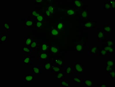 HIST1H2AI Antibody