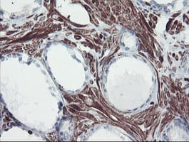 SERPINB1 Antibody (aa77-306, clone OTI2B4)