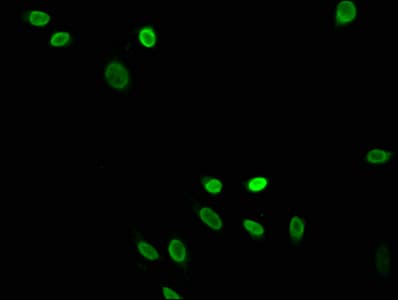 HIST1H4I Antibody