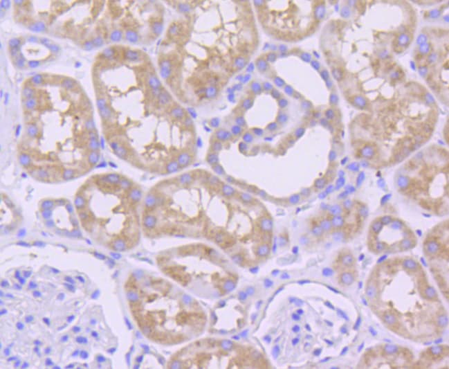 MCL1 / MCL 1 Antibody