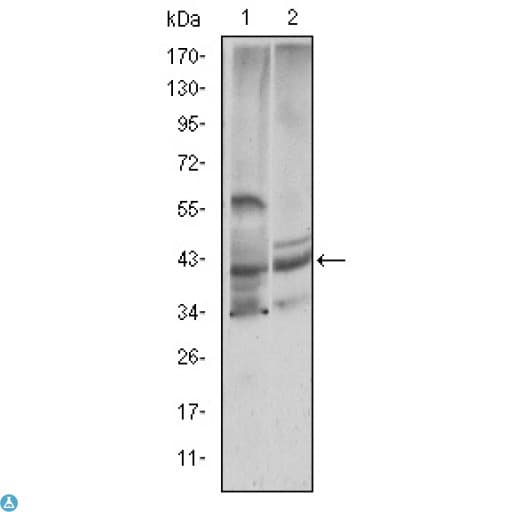CST3 / Cystatin C Antibody