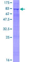 Human FUCA2 Protein (Recombinant GST)
