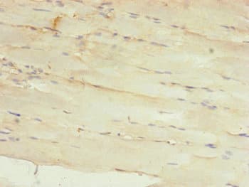 MRPS22 Antibody