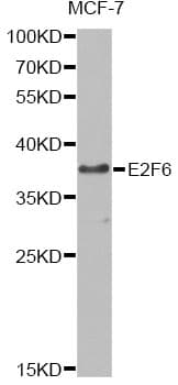 E2F6 Antibody