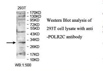 POLR2C Antibody (aa38-238)