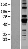 AMIGO Protein (Over-Expression Lysate Myc-DDK (Flag))