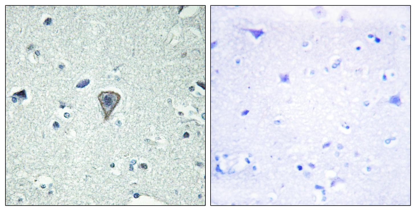 GPR37L1 Antibody