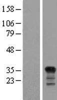 TP53I3 / PIG3 Protein (Over-Expression Lysate Myc-DDK (Flag))
