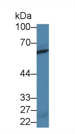 ENPP7 Antibody (aa22-439)