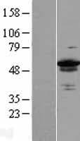 LEREPO4 / ZC3H15 Protein (Over-Expression Lysate Myc-DDK (Flag))
