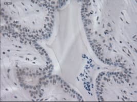 IL3 Antibody (clone OTI3B11)