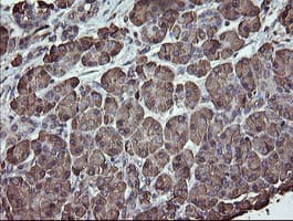 PDIA3 / ERp57 Antibody (clone OTI3H5)