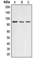 CCNF / Cyclin F Antibody (C-Terminus)
