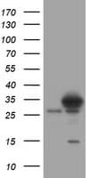 Monoclonal Mouse anti-Human SRPRB Antibody (clone OTI2D4, IHC, WB)