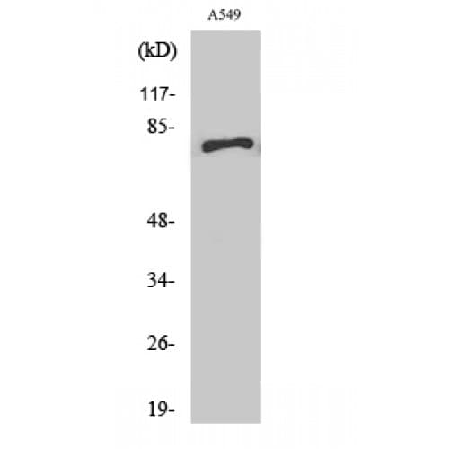 Polyclonal Rabbit anti-Human APPL1 / APPL Antibody (90-170 aa, Internal, WB)