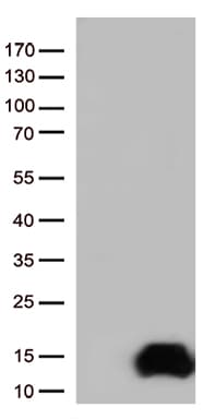 Monoclonal Mouse anti-Human COX17 Antibody (clone OTI3H4, Carrier-free, aa2-63, WB)
